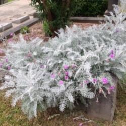 Location: Hamilton Square Perennial Garden, Historic City Cemetery, Sacramento CA.
Date: 2014-05-20
Purchased at Annie's Annuals as (Centaurea gymnocarpa) "Velvet Ce