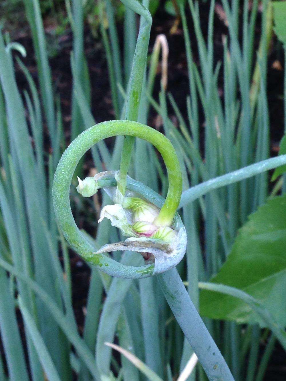Photo of Egyptian Walking Onion (Allium x proliferum) uploaded by SCButtercup