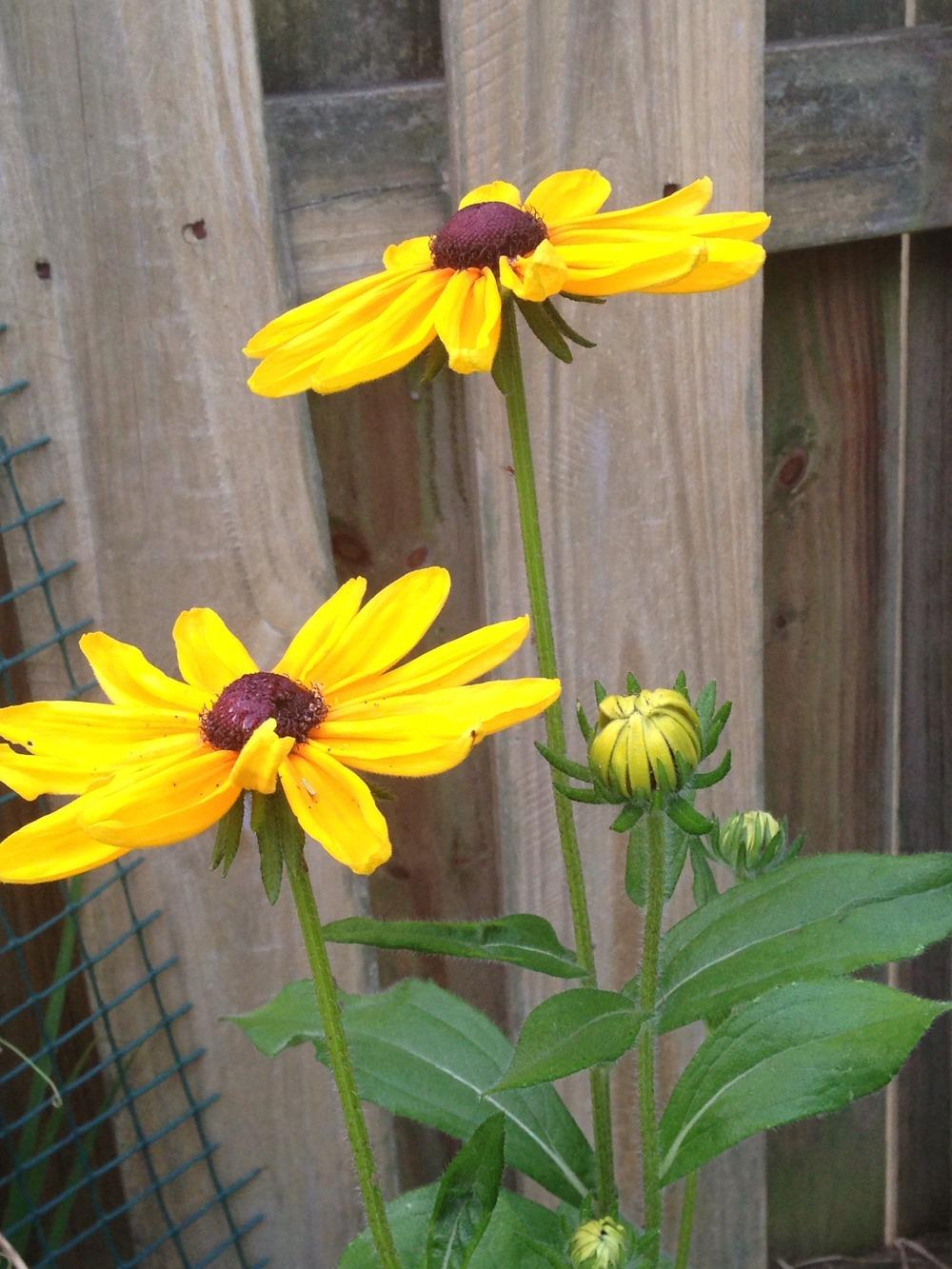 Photo of Black-Eyed Susan (Rudbeckia hirta 'Indian Summer') uploaded by SCButtercup