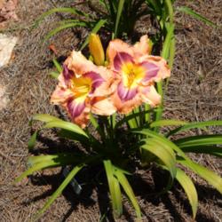 Location: home
Date: 2014-06-21
A little more than 3 mths. old.  From Ladybug Daylilies, Dan Hans