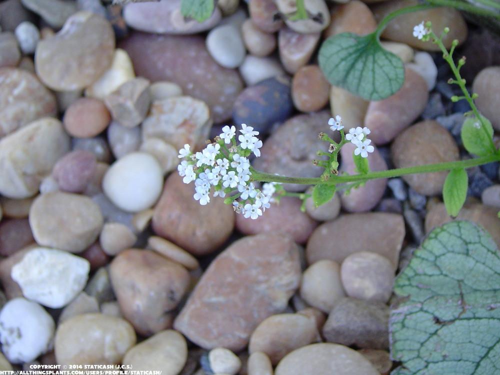 Photo of Siberian Bugloss (Brunnera macrophylla Garden Candy™ Sea Heart) uploaded by StaticAsh