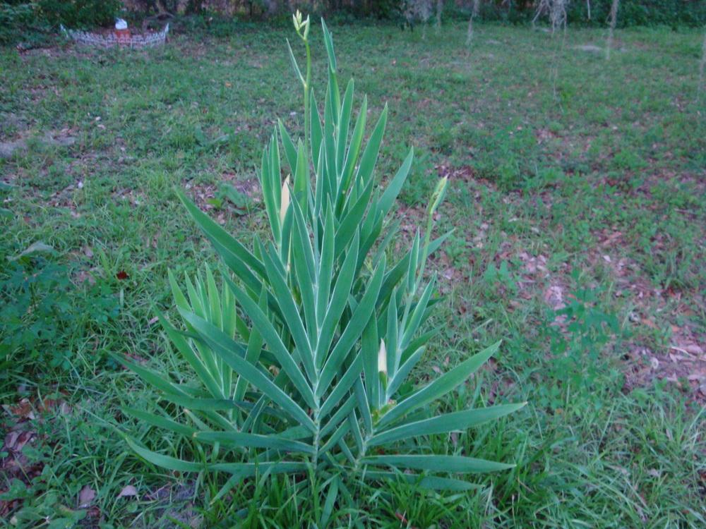 Photo of Species Iris (Iris domestica) uploaded by flaflwrgrl