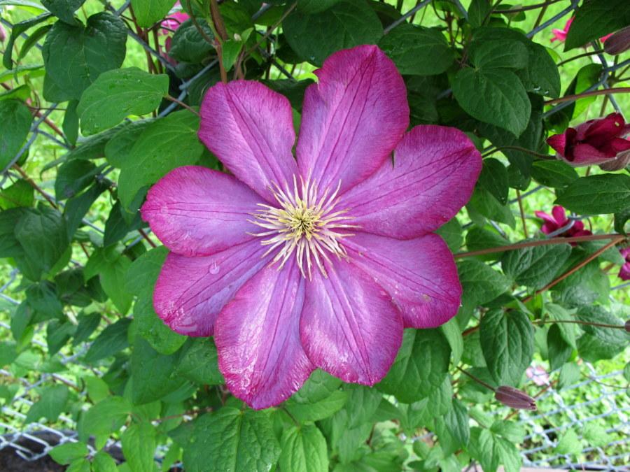 Photo of Clematis 'Ville de Lyon' uploaded by goldfinch4