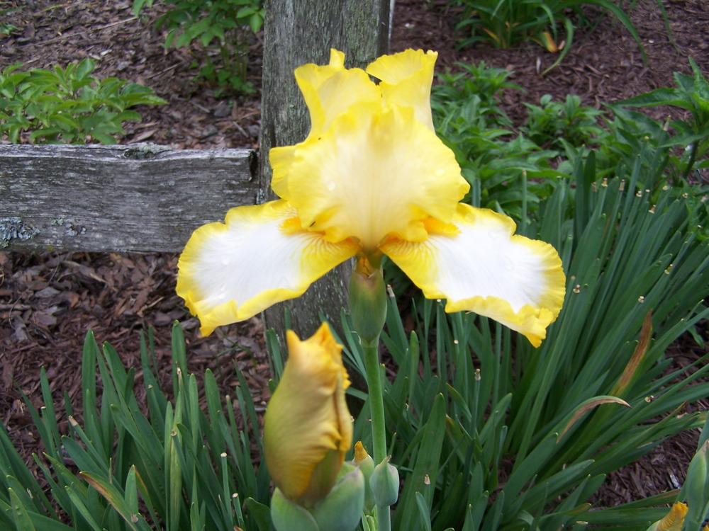 Photo of Tall Bearded Iris (Iris 'Bride's Halo') uploaded by petruske