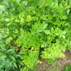 Location: Herb area - full sun
Date: 2014-06-17
The fresh, new, green leaves are nice in place of celery in salad