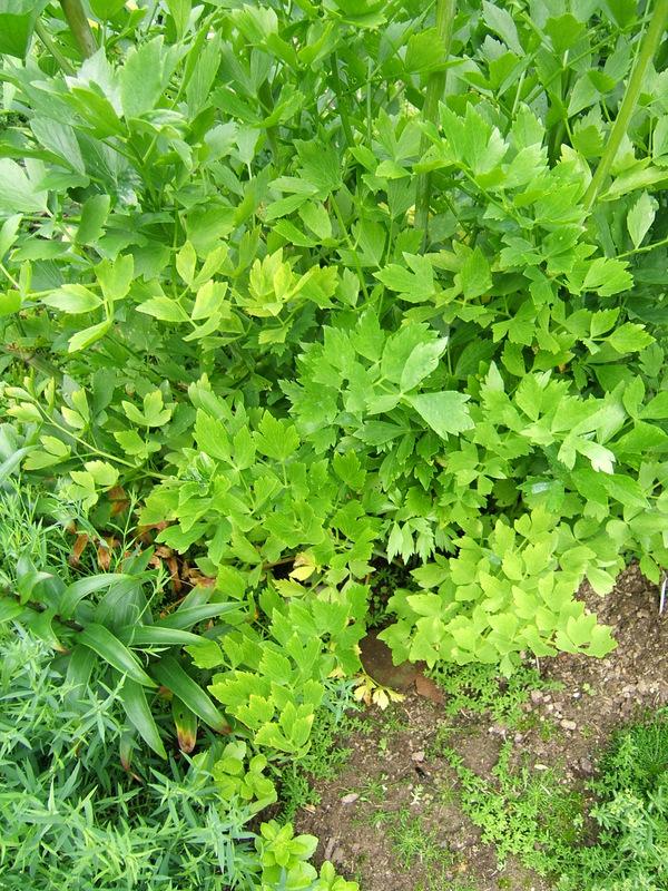 Photo of Lovage (Levisticum officinale) uploaded by pirl