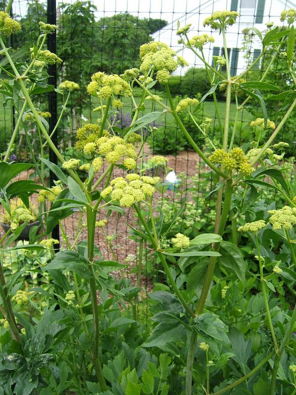 Photo of Lovage (Levisticum officinale) uploaded by pirl