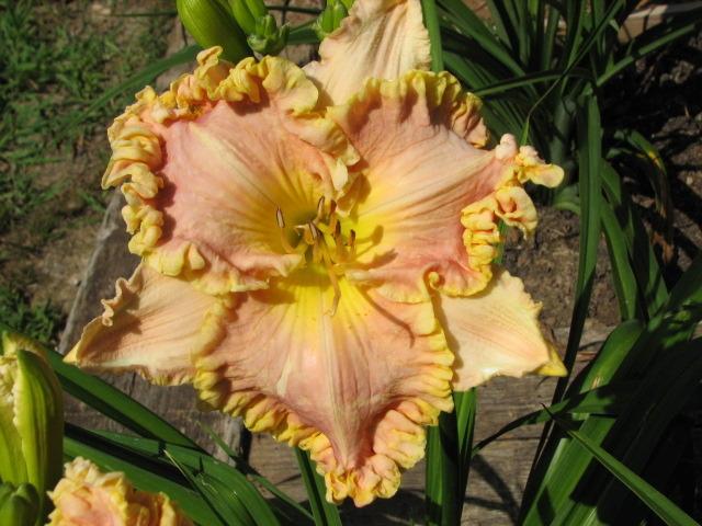 Photo of Daylily (Hemerocallis 'Anne McWilliams') uploaded by tgarden711