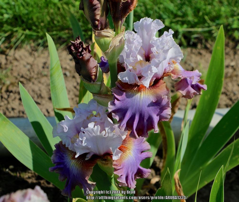 Photo of Tall Bearded Iris (Iris 'Bronze Heart') uploaded by ARUBA1334