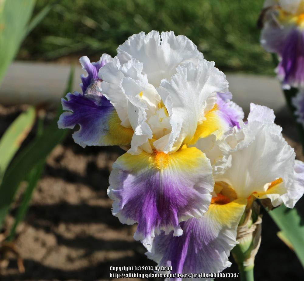 Photo of Tall Bearded Iris (Iris 'Beacon of Light') uploaded by ARUBA1334