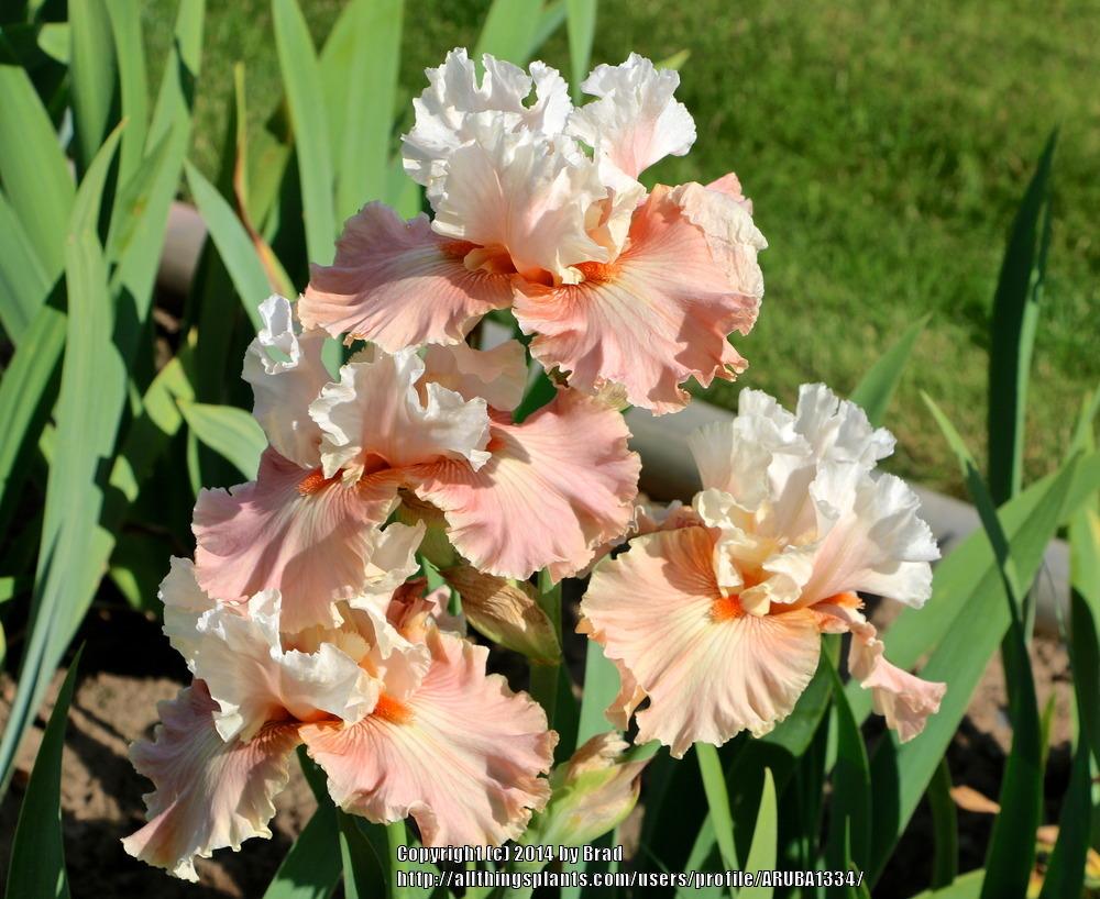 Photo of Tall Bearded Iris (Iris 'Bashful Princess') uploaded by ARUBA1334