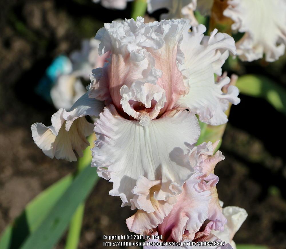 Photo of Tall Bearded Iris (Iris 'Eleganza') uploaded by ARUBA1334