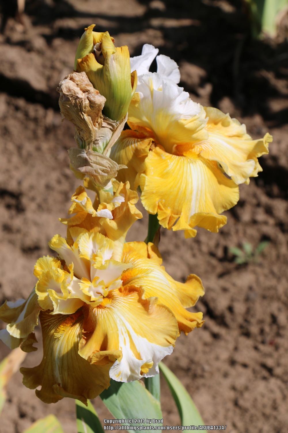 Photo of Tall Bearded Iris (Iris 'Why Be Normal') uploaded by ARUBA1334