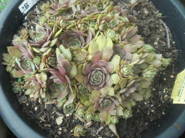 Photo of Hen and Chicks (Sempervivum 'Red Heart') uploaded by Cahac