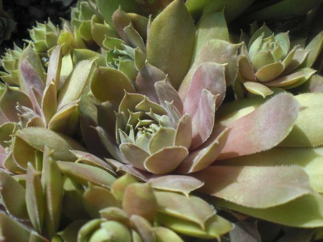 Photo of Hen and Chicks (Sempervivum 'Red Heart') uploaded by Cahac