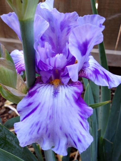Photo of Tall Bearded Iris (Iris 'Elainealope') uploaded by Ecograndma