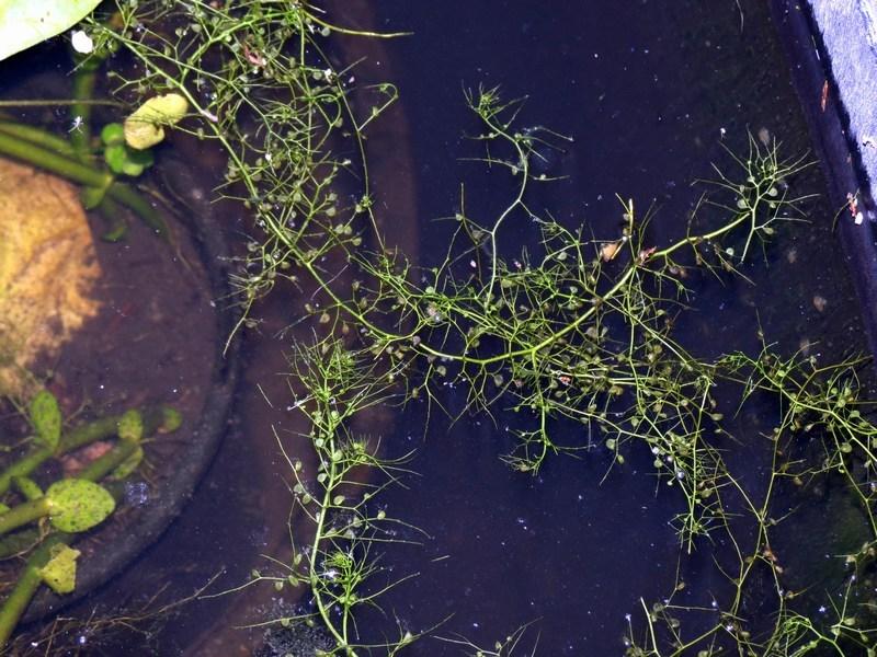 Photo of Bladderwort (Utricularia gibba) uploaded by Horntoad
