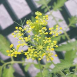 Location: South Florida
Date: 2014-06-21
I love using dill in my kitchen. This plant is also host to the e