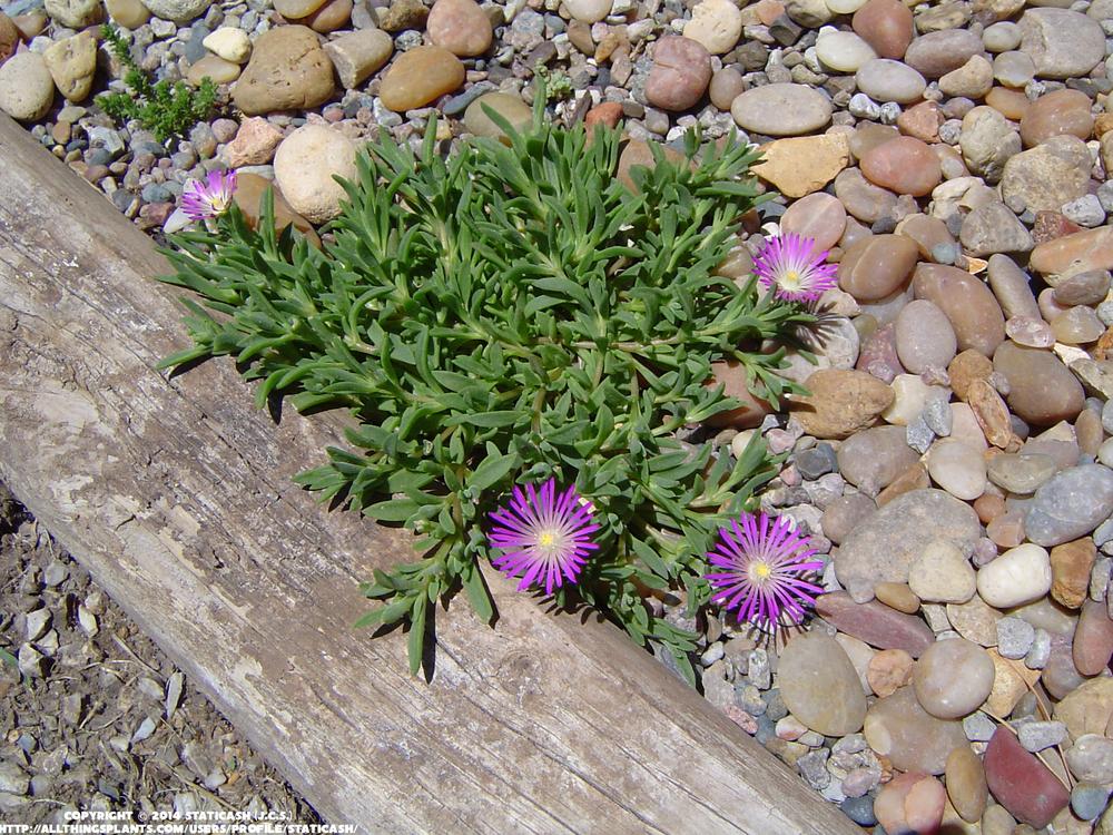 Photo of Ice Plant (Delosperma obtusum Table Mountain®) uploaded by StaticAsh