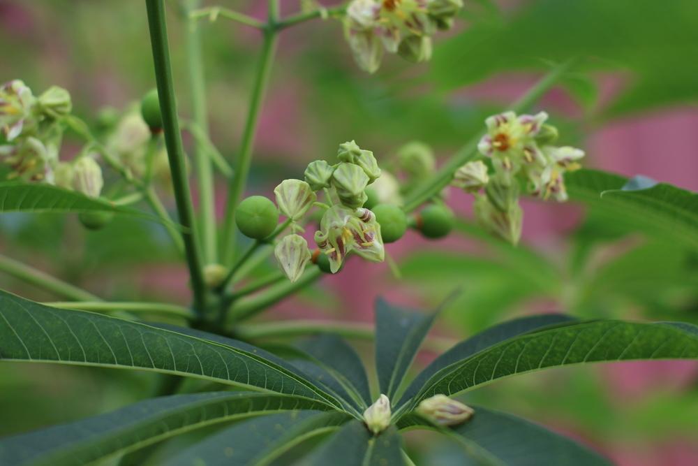 Photo of Tapioca Plant (Manihot esculenta) uploaded by dave
