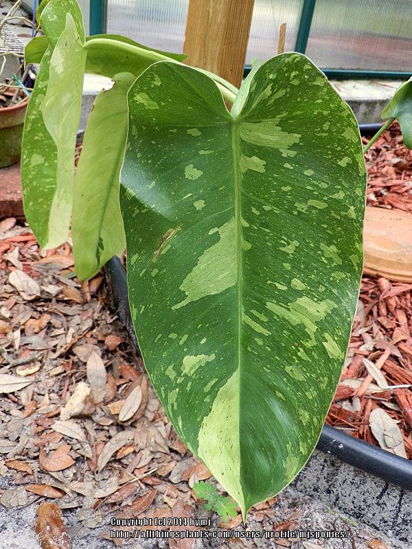 Photo of Philodendron 'Jose Buono' uploaded by mjsponies