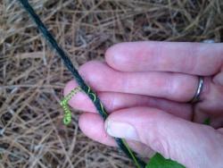Thumb of 2014-06-22/passiflora/1383e6