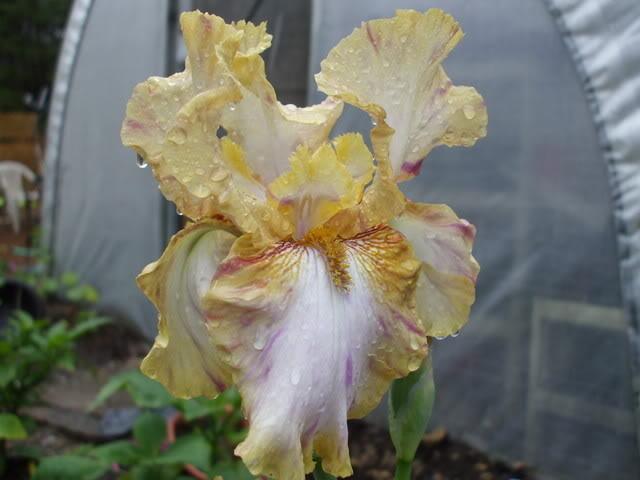 Photo of Tall Bearded Iris (Iris 'Toucan Tango') uploaded by poisondartfrog