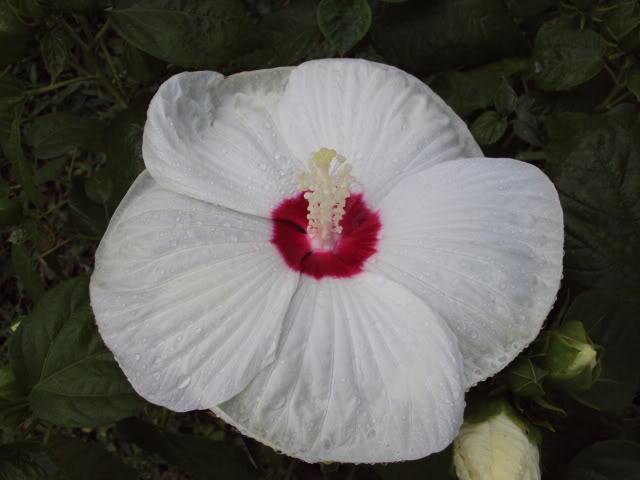 Photo of Hybrid Hardy Hibiscus (Hibiscus Luna™ White) uploaded by poisondartfrog