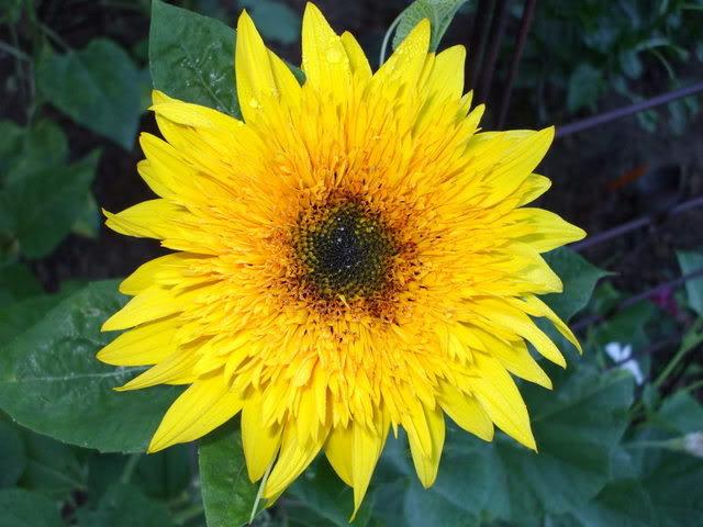 Photo of Sunflower (Helianthus annuus 'Starburst Lemon Eclair') uploaded by poisondartfrog