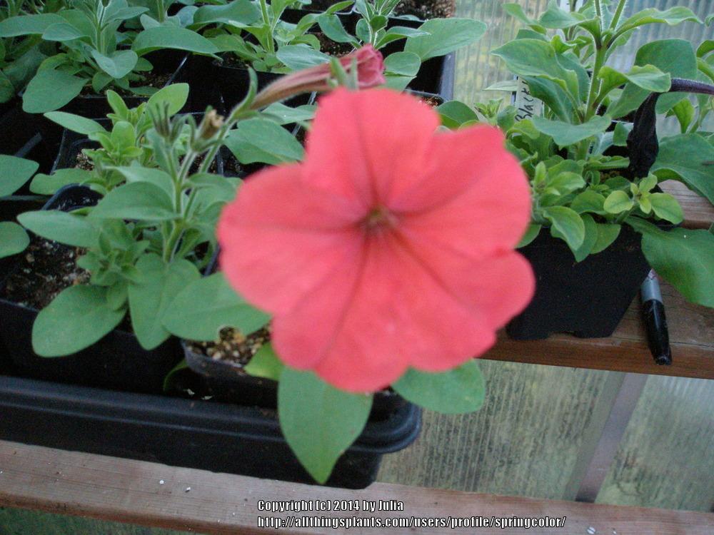 Photo of Petunia 'African Sunset' uploaded by springcolor