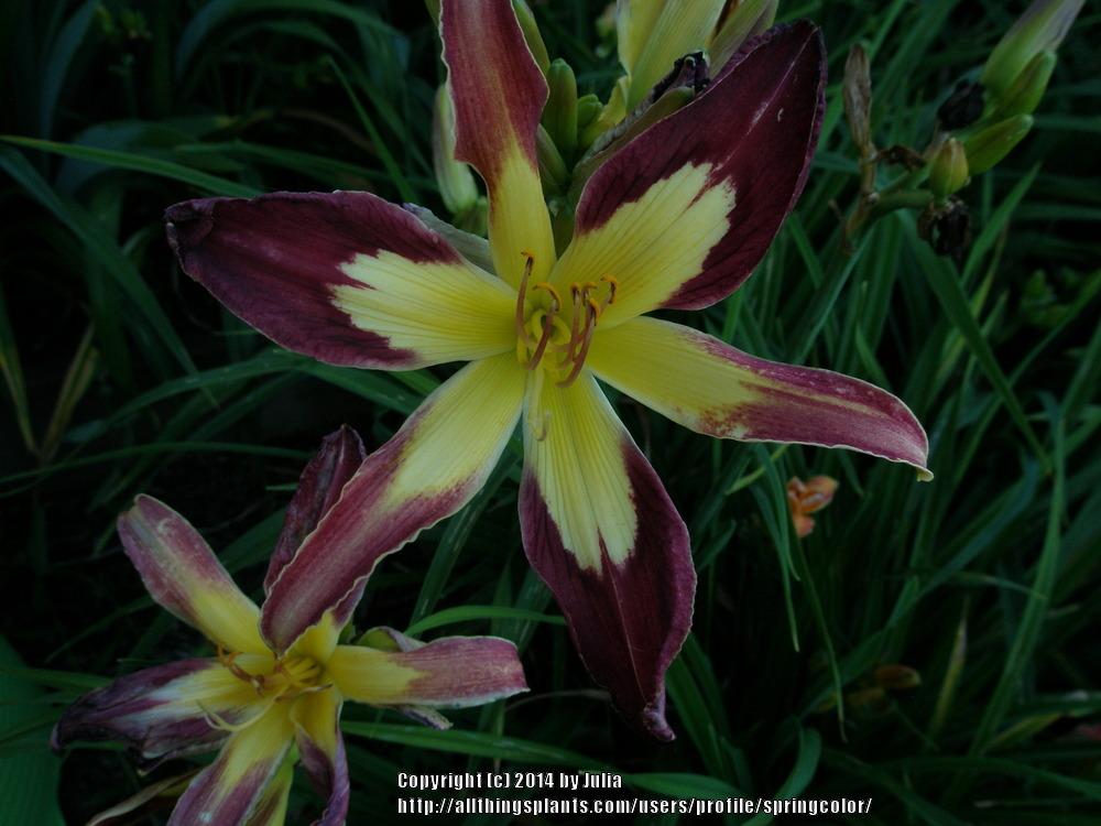Photo of Daylily (Hemerocallis 'Appliqué') uploaded by springcolor