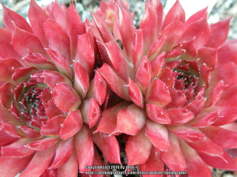 Photo of Hen and Chicks (Sempervivum 'Flasher') uploaded by springcolor