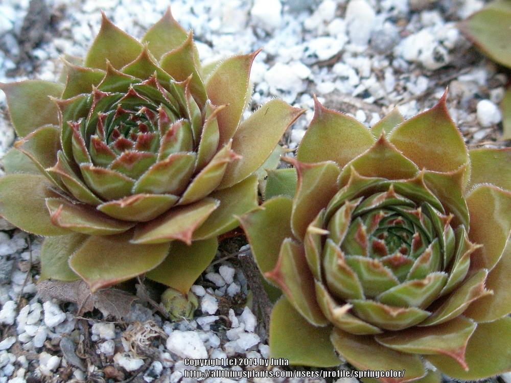 Photo of Hen and Chicks (Sempervivum 'Fusilier') uploaded by springcolor