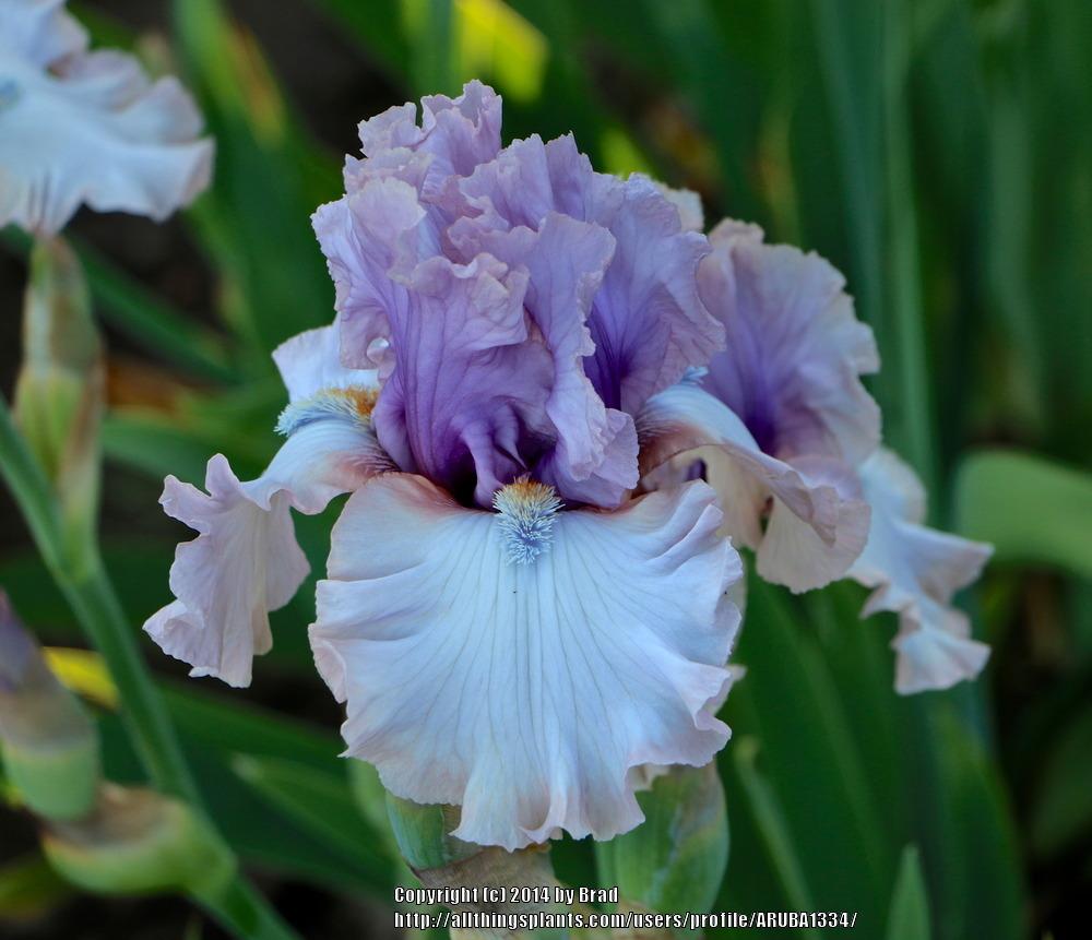 Photo of Tall Bearded Iris (Iris 'Fred and Ginger') uploaded by ARUBA1334