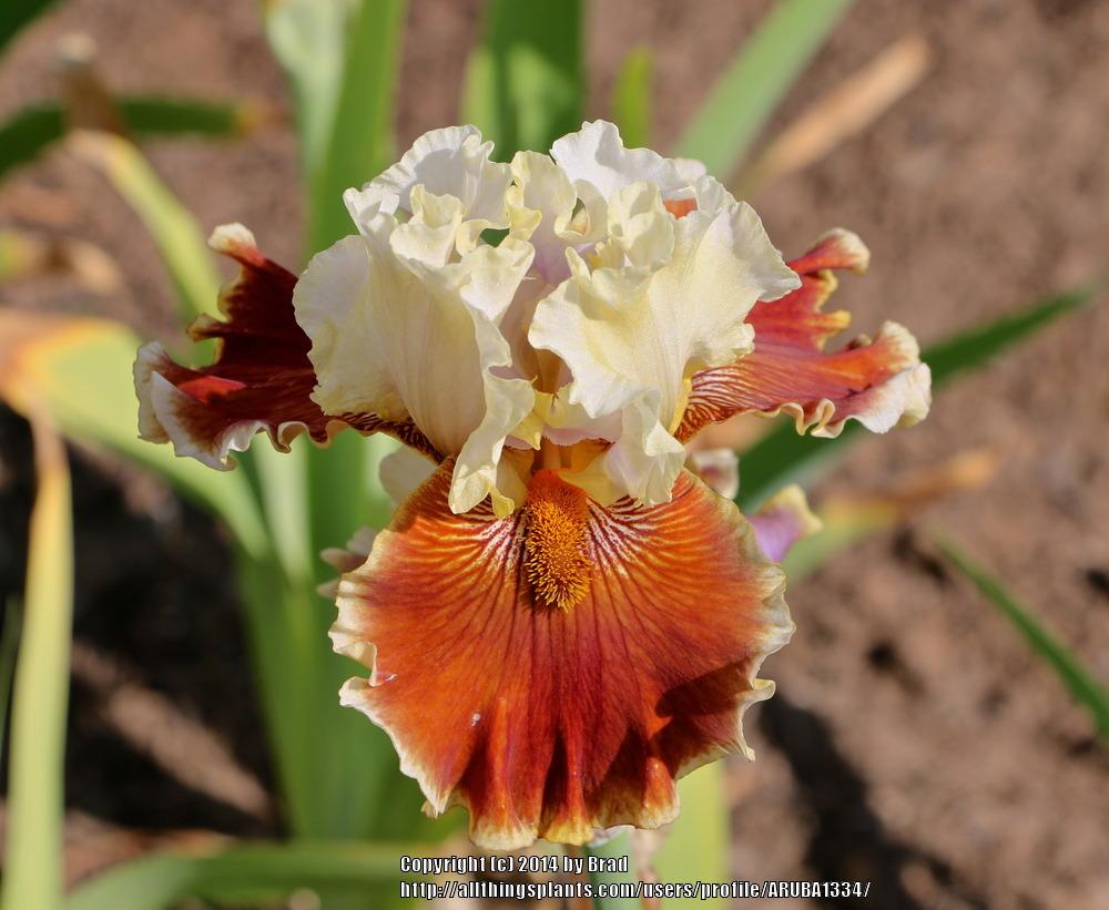Photo of Tall Bearded Iris (Iris 'Seasons in the Sun') uploaded by ARUBA1334