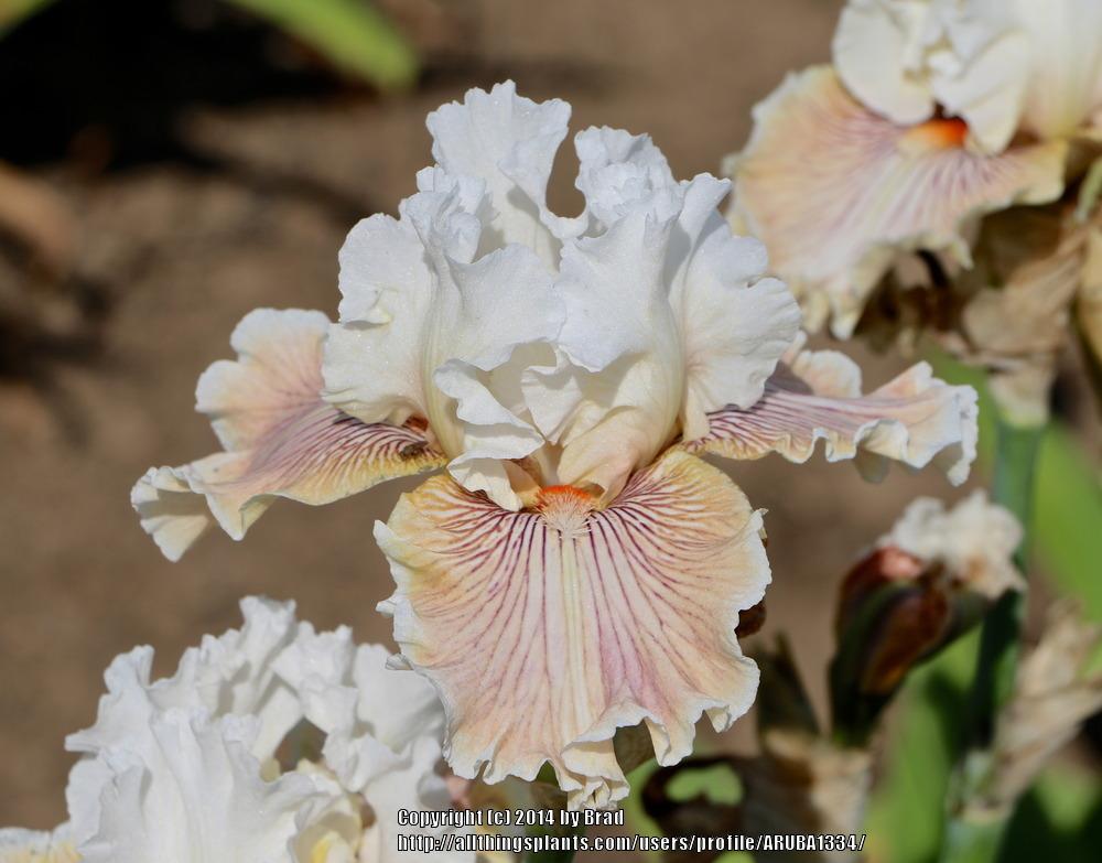 Photo of Tall Bearded Iris (Iris 'Hello Darling') uploaded by ARUBA1334