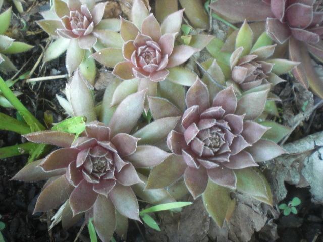 Photo of Hen and Chicks (Sempervivum 'Legolas') uploaded by Cahac