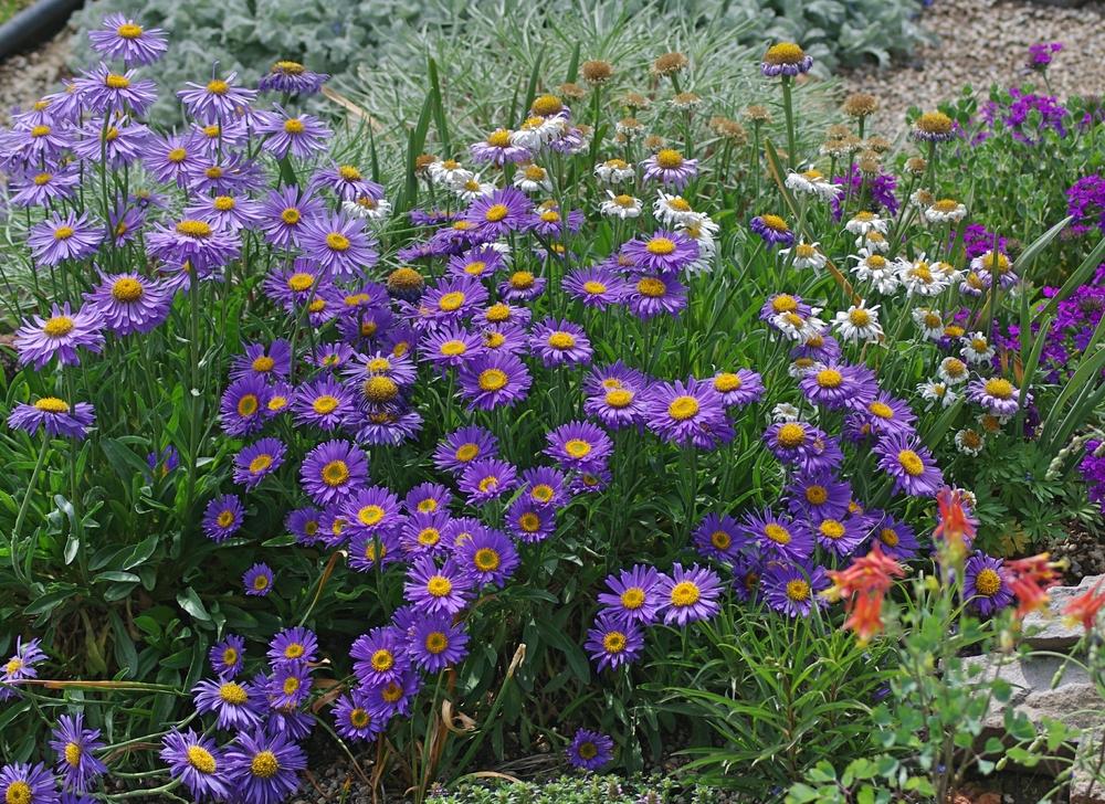 Photo of Alpine Aster (Aster alpinus) uploaded by dirtdorphins