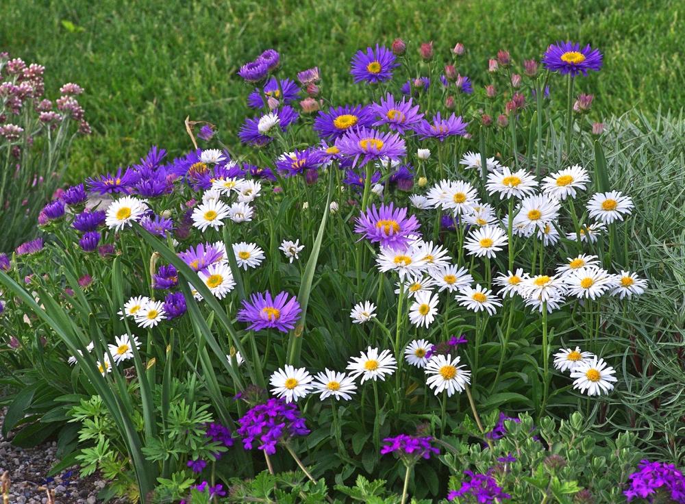Photo of Alpine Aster (Aster alpinus) uploaded by dirtdorphins