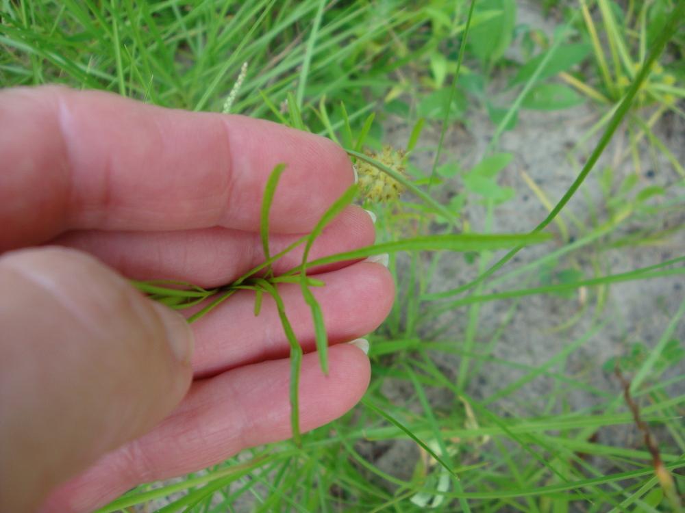 Photo of Plains Coreopsis (Coreopsis tinctoria) uploaded by flaflwrgrl
