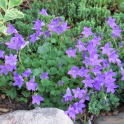 Location: Corner
Date: June
A colorful creeping (but not invasive) groundcover