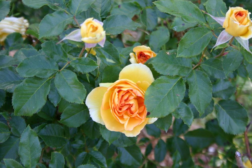 Photo of Rose (Rosa 'Eureka') uploaded by jon