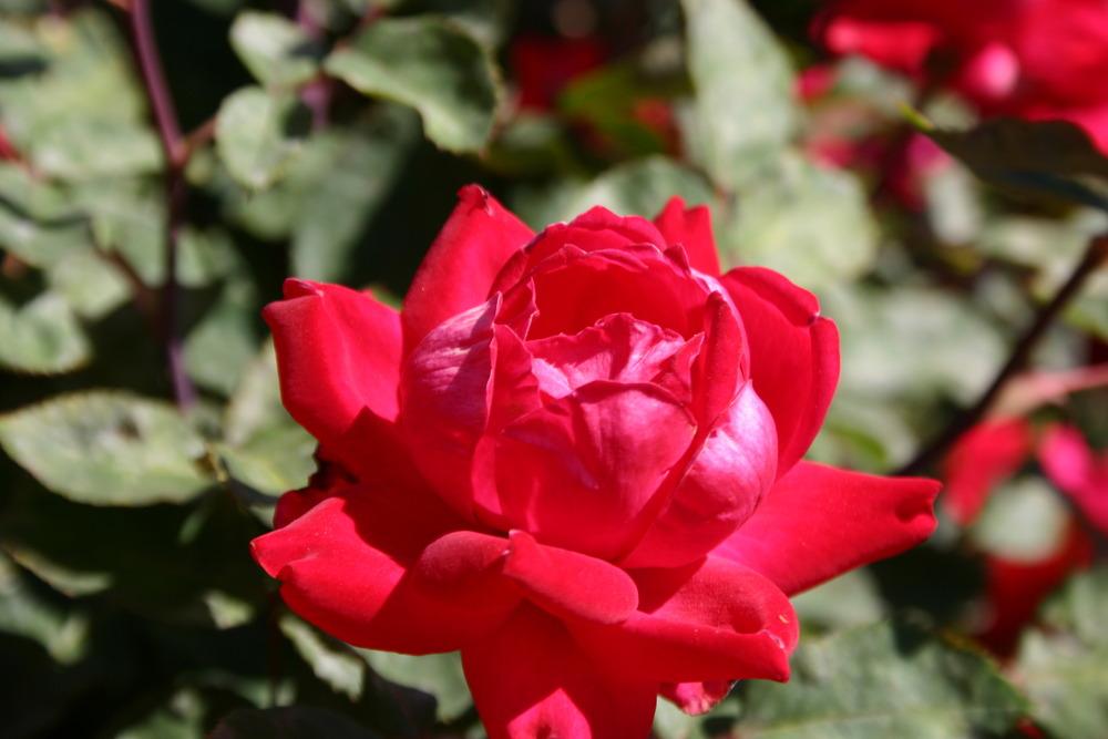 Photo of Rose (Rosa 'Double Knock Out') uploaded by jon