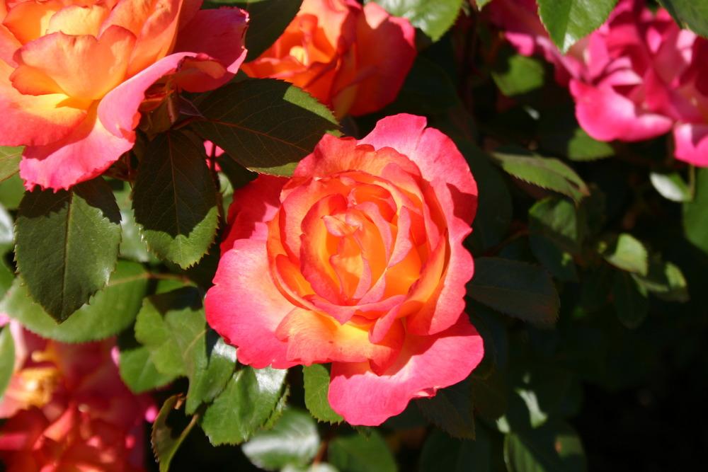 Photo of Rose (Rosa 'Rainbow Sorbet') uploaded by jon