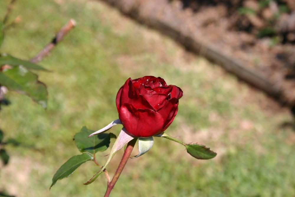 Photo of Rose (Rosa 'Black Magic') uploaded by jon