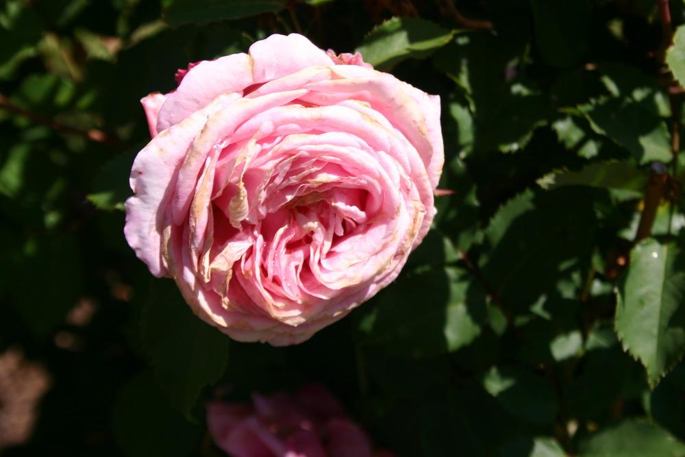 Photo of Rose (Rosa 'Belinda's Dream') uploaded by jon