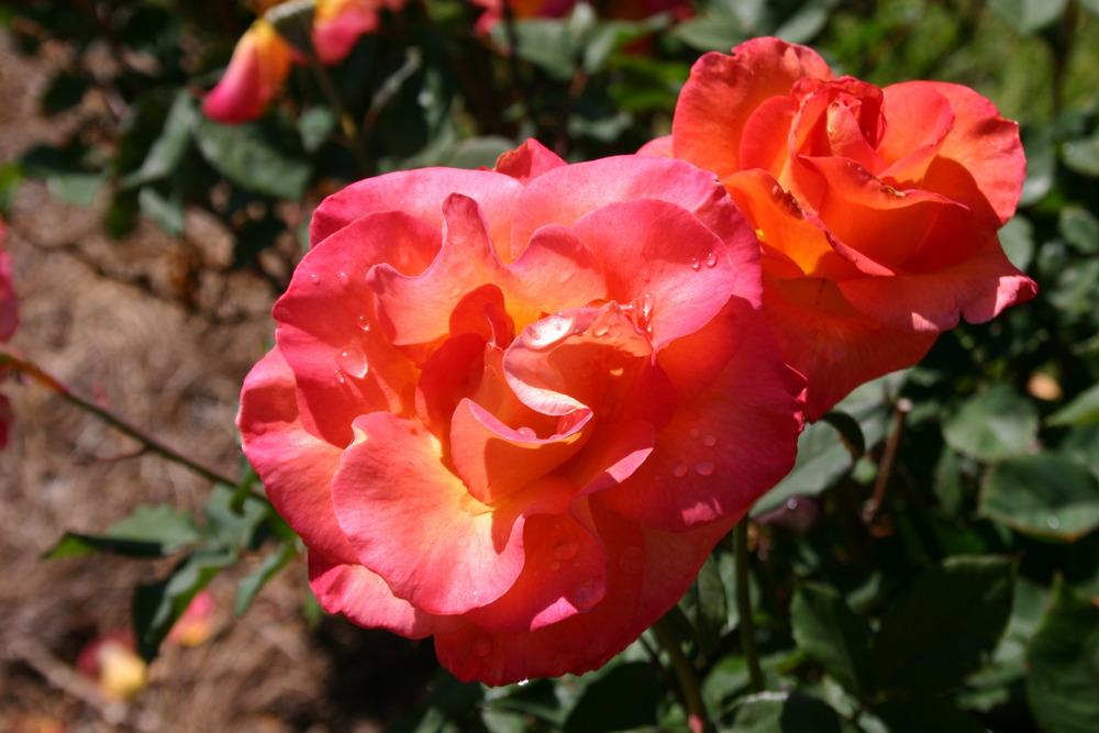 Photo of Rose (Rosa 'Mardi Gras') uploaded by jon
