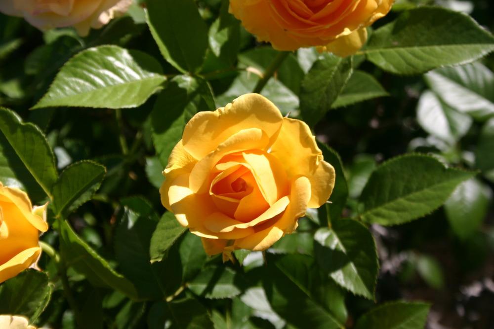 Photo of Floribunda Rose (Rosa 'Julia Child') uploaded by jon