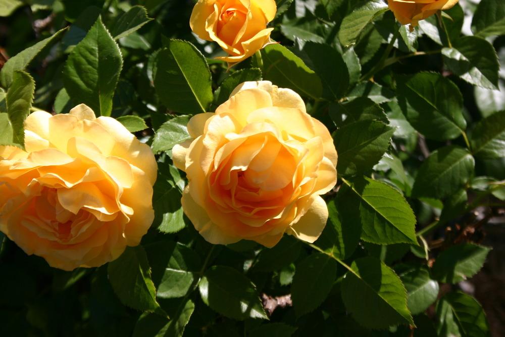 Photo of Floribunda Rose (Rosa 'Julia Child') uploaded by jon