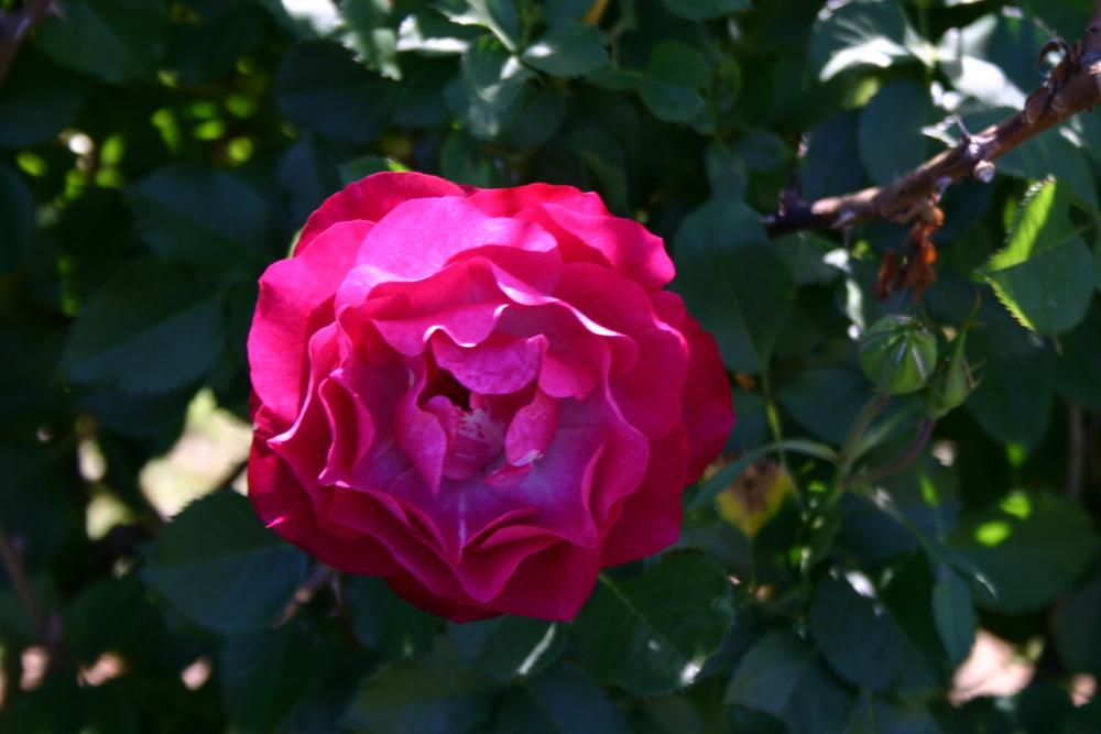 Photo of Rose (Rosa 'Wild Blue Yonder') uploaded by jon